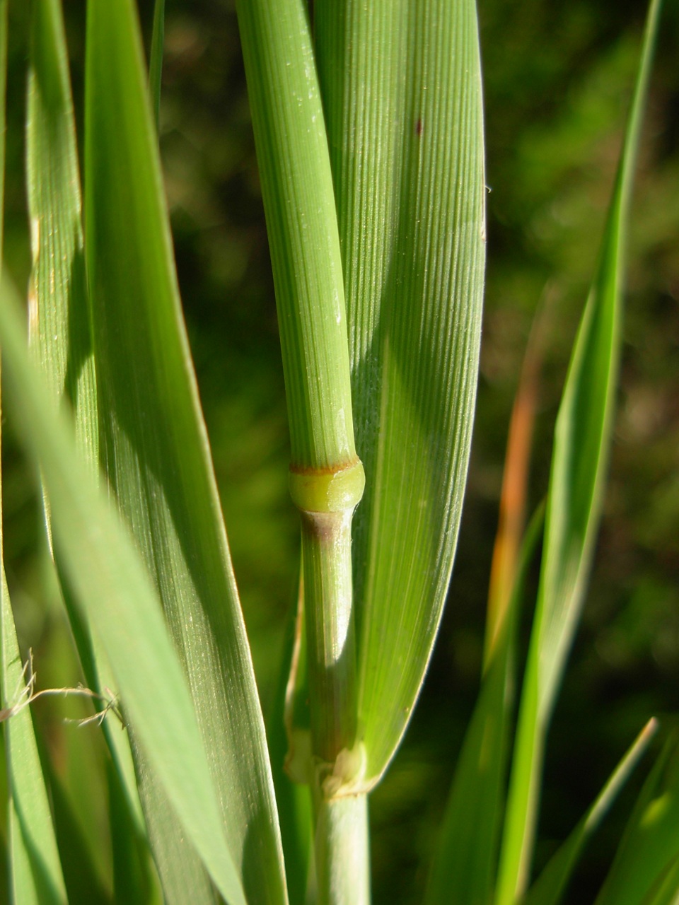 Phalaris brachystachys / Scagliola cangiante